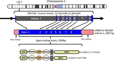 Natural Killer Lytic-Associated Molecule (NKLAM): An E3 Ubiquitin Ligase With an Integral Role in Innate Immunity